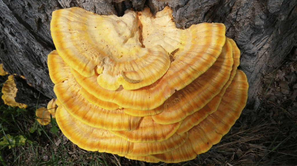 Micoterapia: la scienza dei funghi medicinali e l'impegno efficace di Introsalus per il tuo benessere 3 Immagine 16