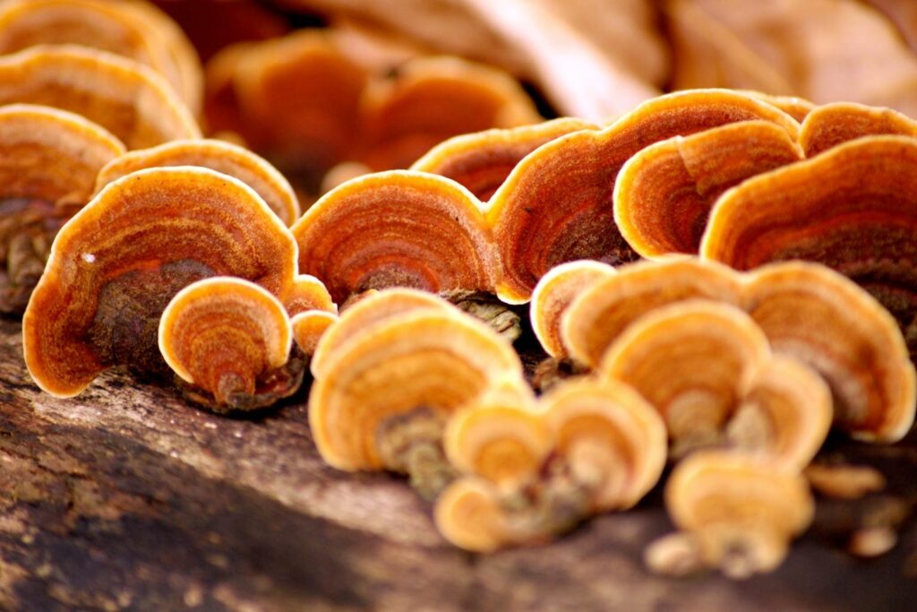 Micoterapia: la scienza dei funghi medicinali e l'impegno efficace di Introsalus per il tuo benessere 2 WhatsApp Image 2025 04 29 at 13.14.38 1