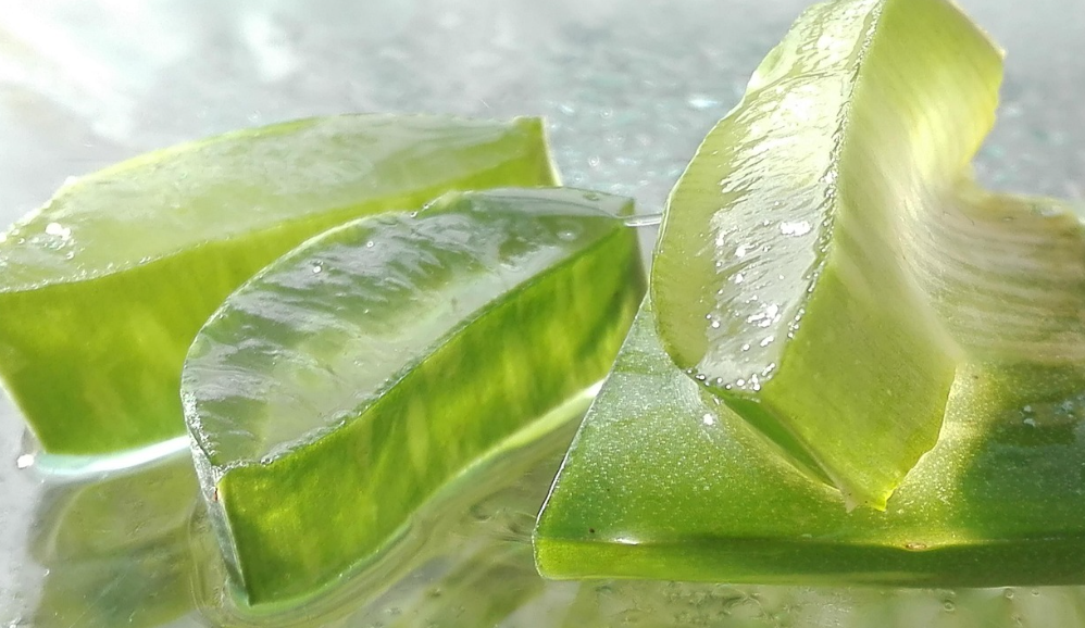 Cos'è l'aloe? Benefici sorprendenti e usi pratici 1 aloe2