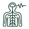 Cervello e nervi